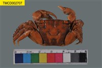 藏品(雙齒近相手蟹)的圖片